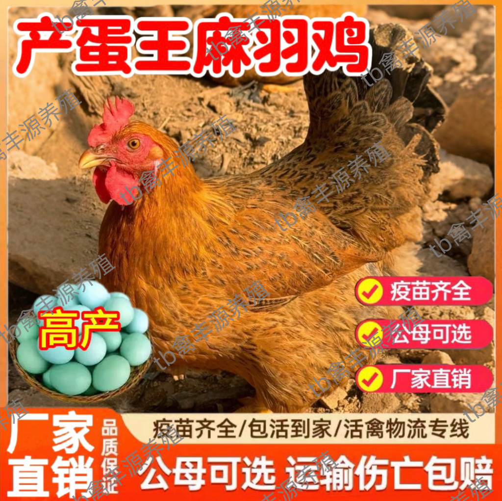 纯种麻羽鸡高产绿壳蛋产蛋王正宗散养麻羽鸡活苗麻羽鸡小鸡活苗