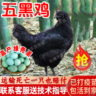 纯种五黑鸡活苗正宗五黑一绿乌骨鸡活苗半大乌鸡活苗脱温小鸡活苗