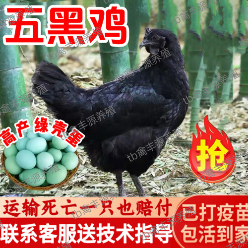 纯种五黑鸡活苗正宗五黑一绿乌骨鸡活苗半大乌鸡活苗脱温小鸡活苗