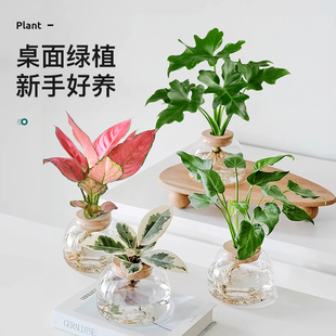 绿萝盆栽室内好养水培植物办公室客厅桌面花卉小盆景四季 净化空气