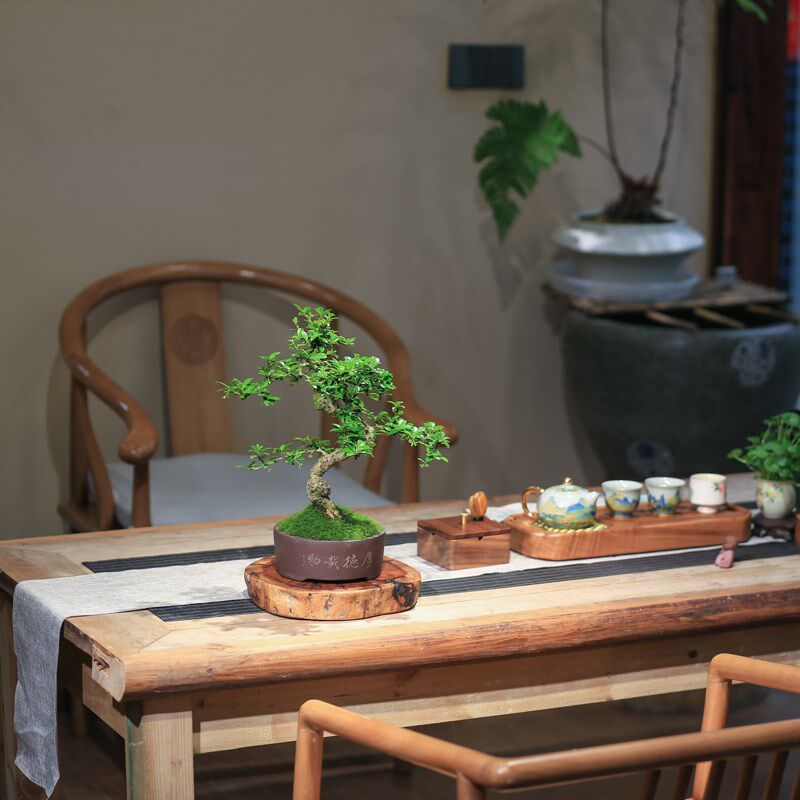 福建茶桌面造型盆景庭院客厅四季常青花卉好养绿植观叶小老桩盆栽