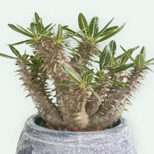 城南别院西巴女王一物一拍块根多肉植物