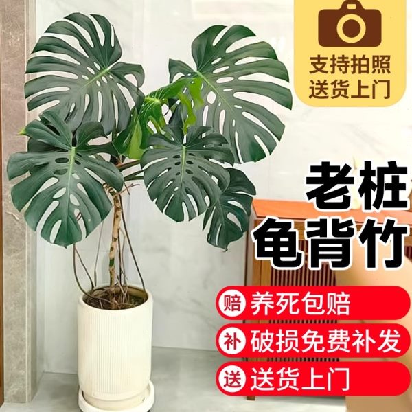 大叶龟背竹老桩植物室内客厅大型绿植办公室落地大号真花四季常绿