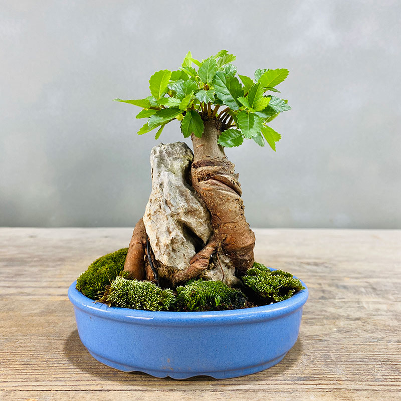 小叶榆树抱石微型盆景花卉植物室内花榔榆客厅办公室桌面绿植盆栽