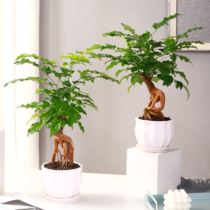 幸福树盆栽花卉植物提根盆景室内客厅桌上办公室好养小.树苗活绿
