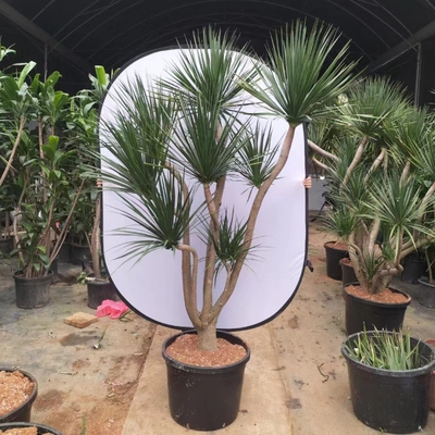 黑珍珠多头造型龙血树客厅大型绿植庭院阳台别墅花园室内植物盆栽