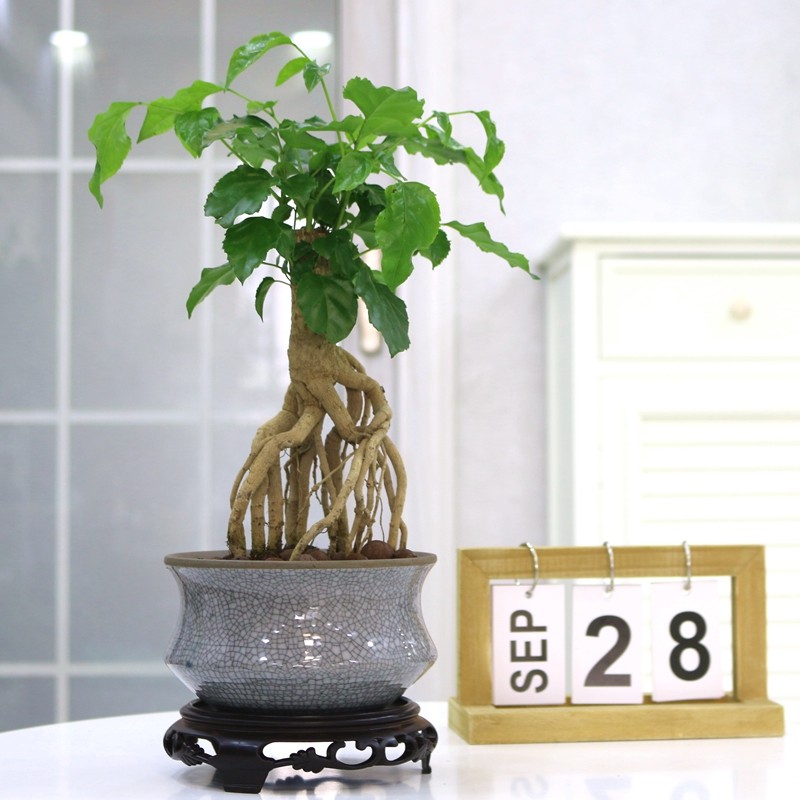 室内盆栽人参幸福树办公室桌面植物客厅好养绿植净化空气创意盆景