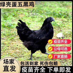 纯种五黑鸡活苗 1斤正宗散养黑鸡高产绿壳蛋鸡半斤乌鸡活体鸡仔苗