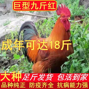 散养纯种九斤红大公鸡红玉380大公鸡活苗 脱温苗防疫齐全包活到家