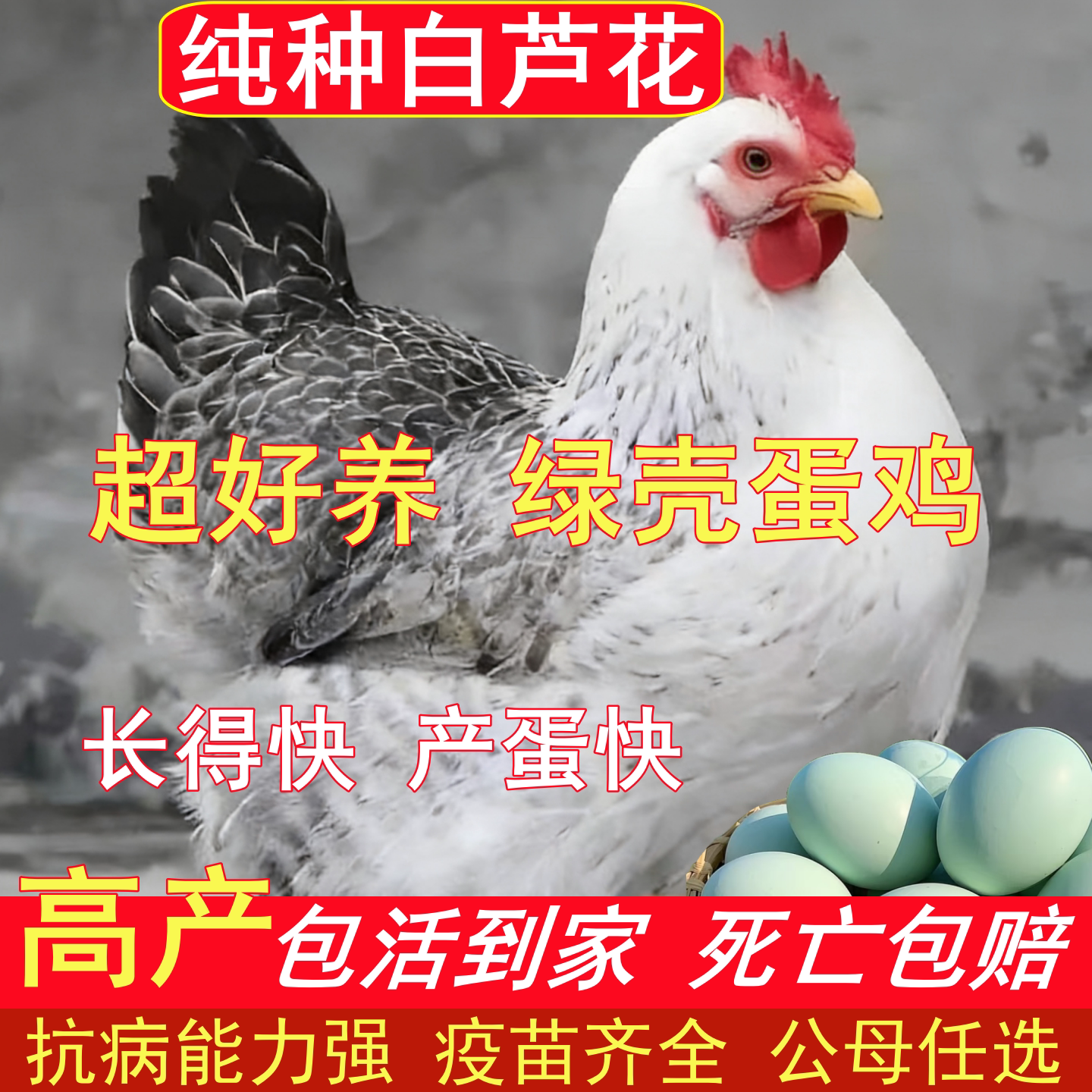 纯种白芦花鸡脱温鸡苗元宝鸡幼苗