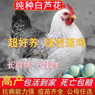 纯种白芦花鸡脱温鸡苗活体幼苗小鸡半大山东芦花鸡元宝鸡包活到家