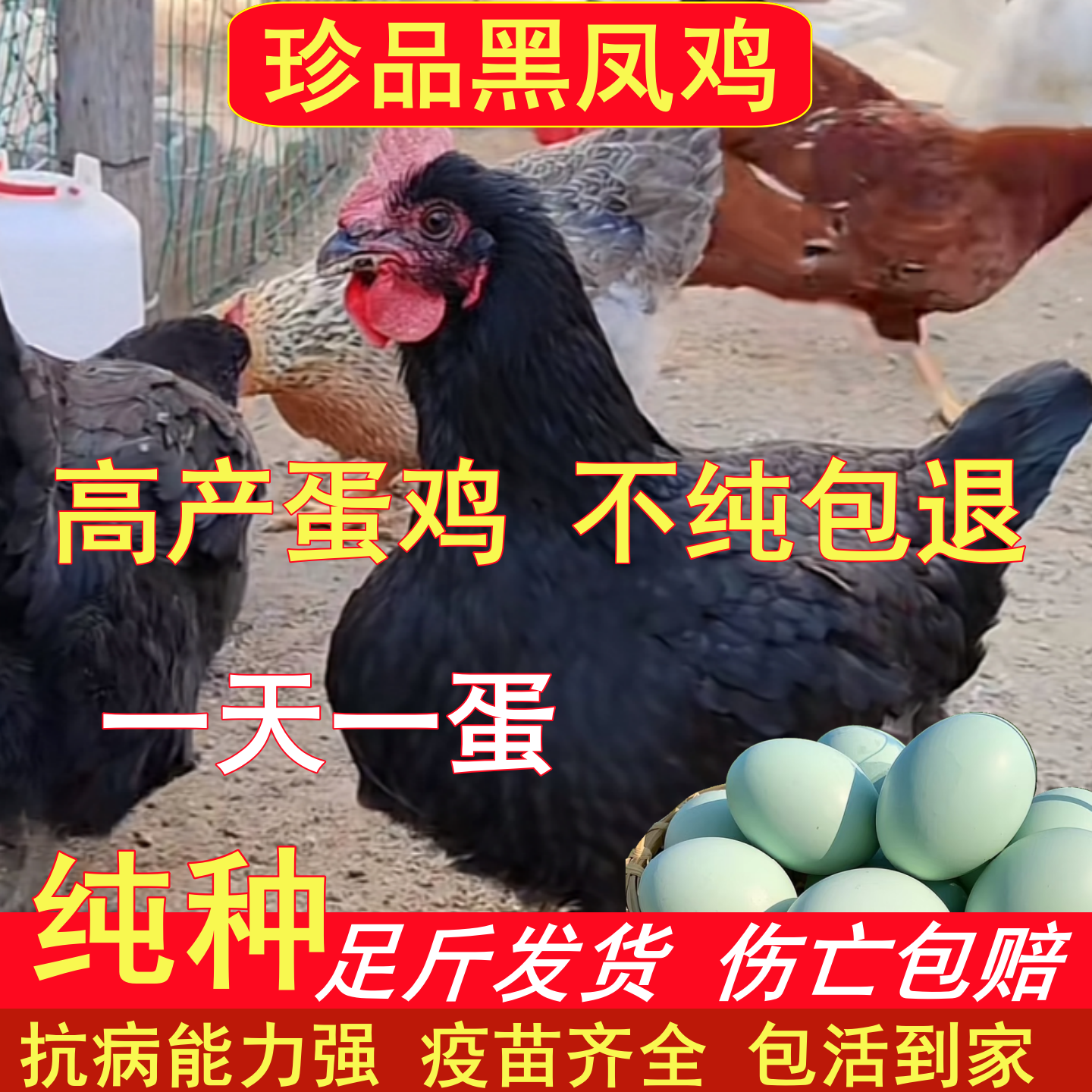 纯种红冠黑凤乌鸡鸡活苗农家散养土鸡下蛋母鸡乌骨鸡脱温鸡黑毛鸡