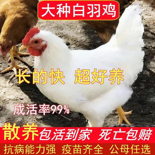 纯种白羽鸡脱温苗公母任选高产
