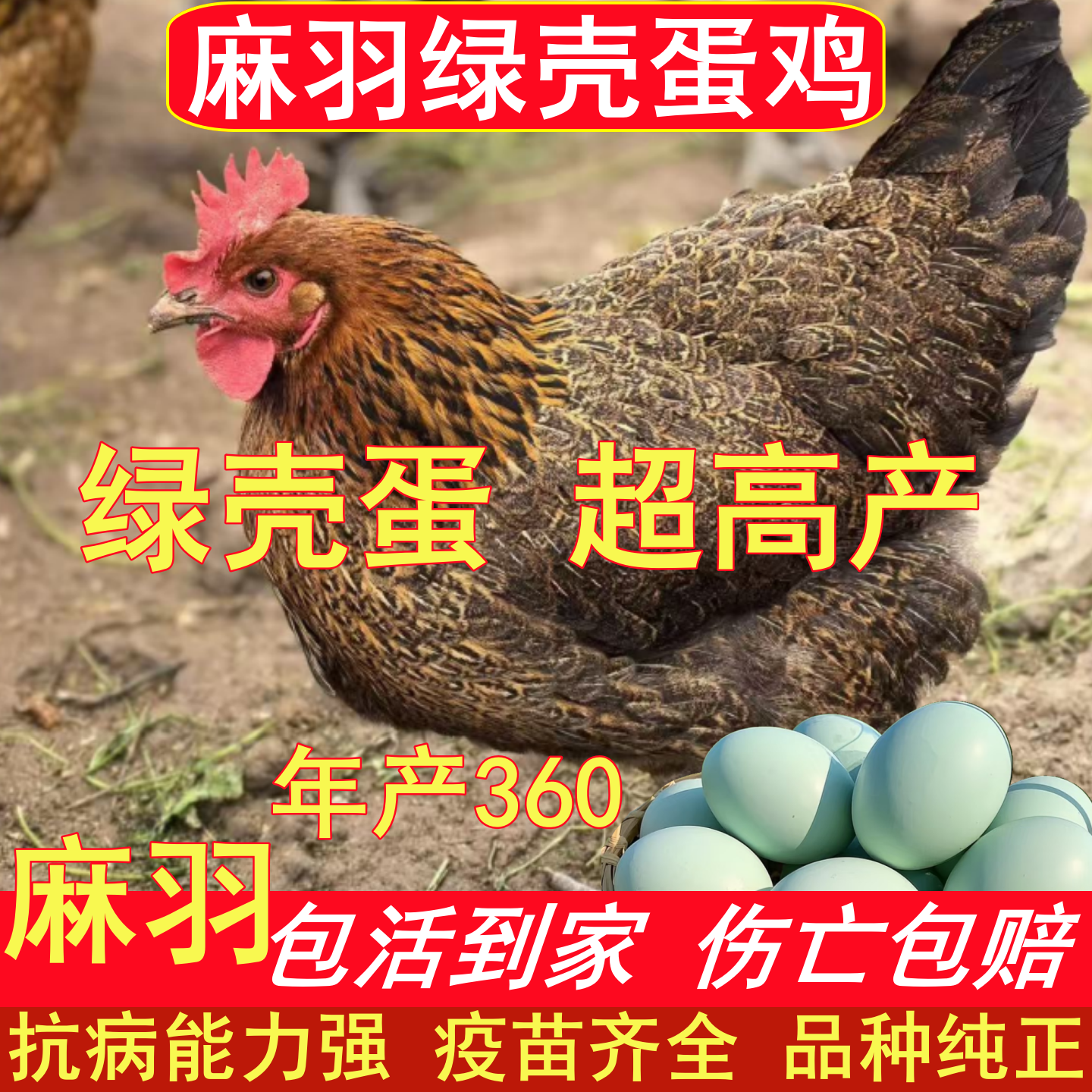 纯种麻羽鸡活苗包活到家高产绿壳蛋鸡农家散养防疫齐原全场地直发