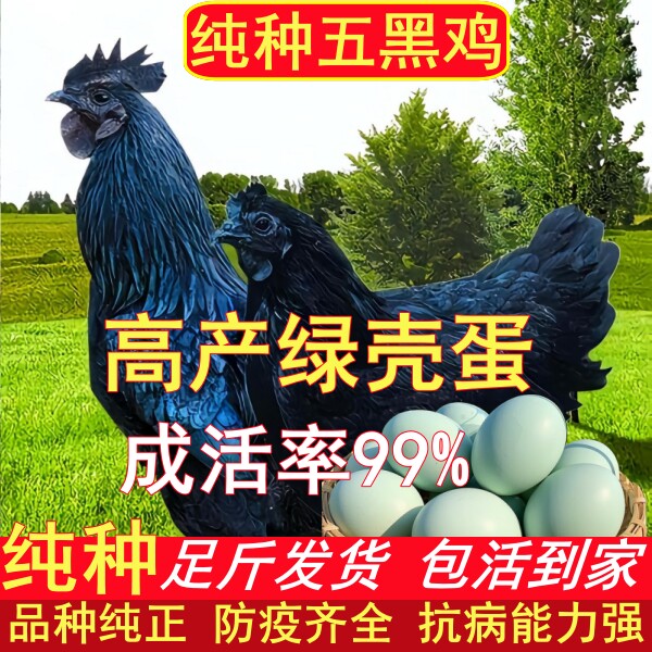 农家散养纯种五黑鸡活体脱温土鸡