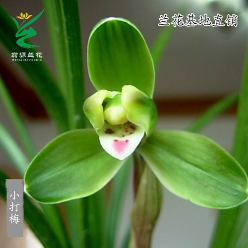 喜花里兰花苗春兰老种小打梅开花浓香新手易养易栽培绿植花卉盆栽