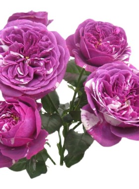 阳台微月紫色条纹月季花苗芬芳宝石四季开植物带花玫瑰花盆栽花卉