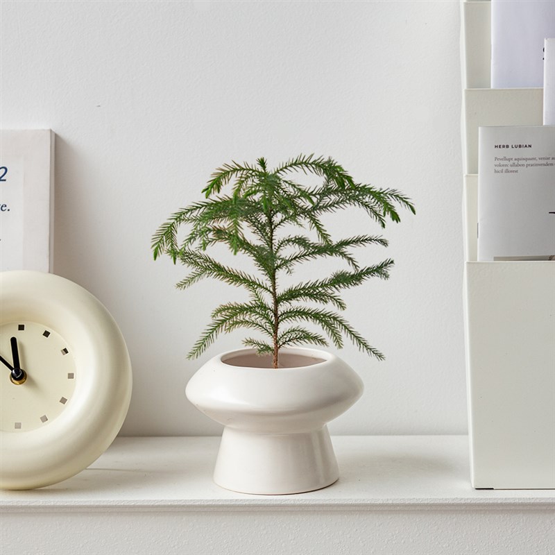 南洋杉耶诞树盆栽室内桌面绿植花卉大型植物礼物阳台盆景摆件客厅