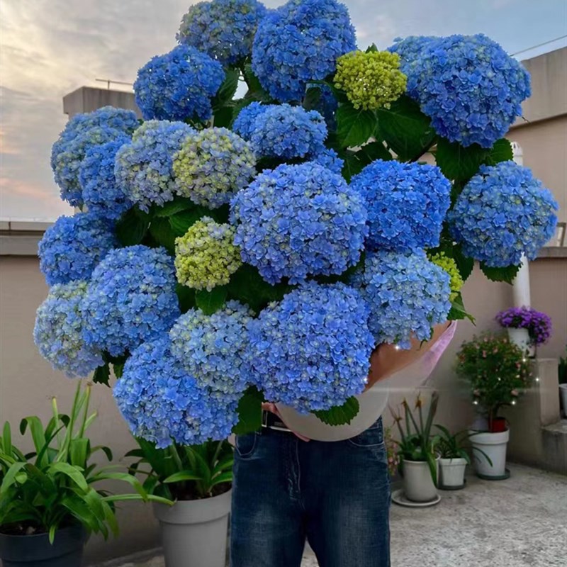 无尽夏绣球花室内外别墅庭院四季花卉绿植物夏洛特公主绣球耐寒花