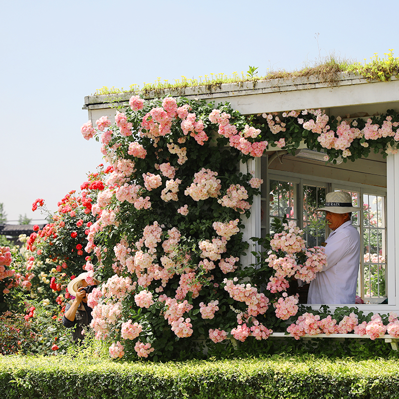 海蒂的花园月季花苗粉色龙沙宝石可爬藤阳台庭院花墙拱门花卉盆栽