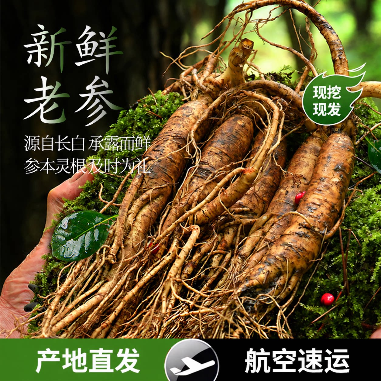 2026年新鲜人参东北泡酒专用煲汤长白山园参吉林大号整根中草药材