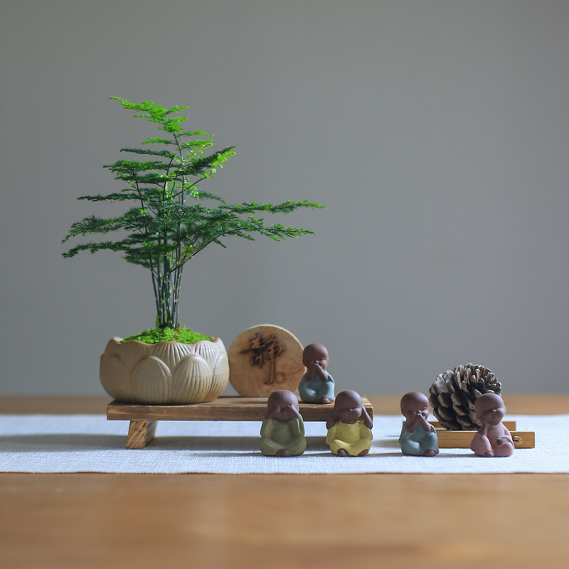 文竹盆栽净化空气绿植四季好养防辐射观叶创意盆景客厅办公桌阳台