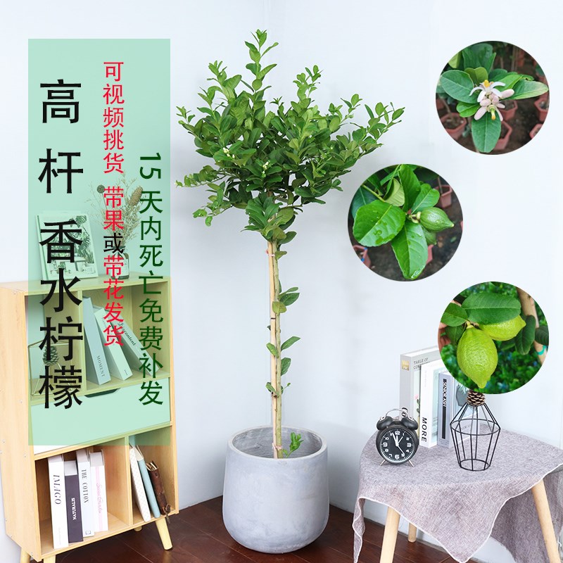柠檬树植物阳台盆栽室内净化空气香水柠檬树带果客厅大型花卉绿植