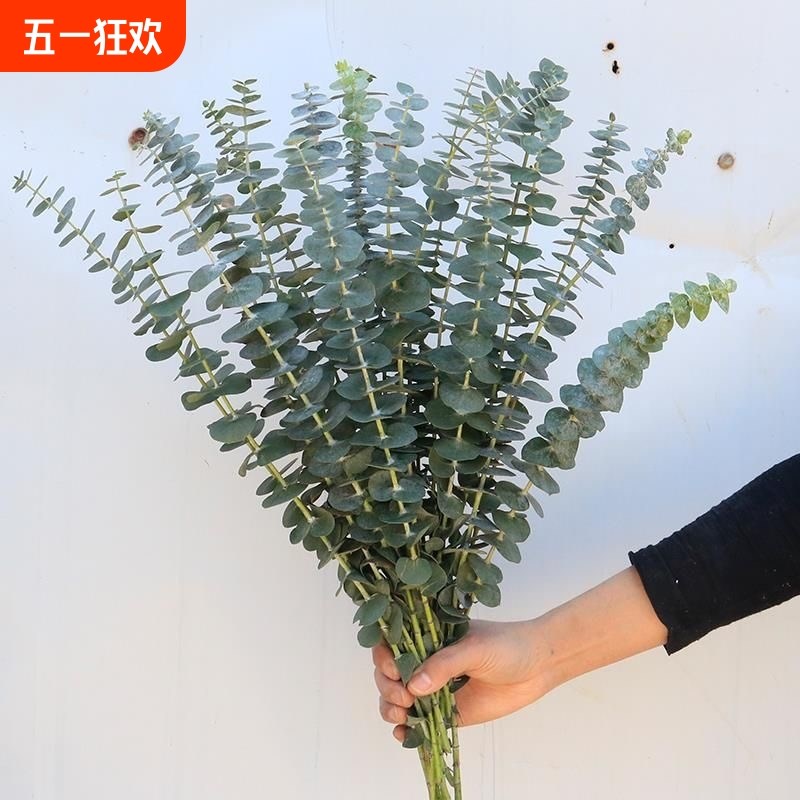 尤加利叶云南鲜花配草基地直发z花材搭配花束插瓶水养花艺周边鲜