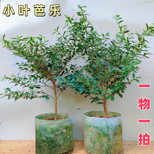 番石榴树苗 小叶番石榴  白心红心芭乐四季结果 盆栽地栽南方果苗