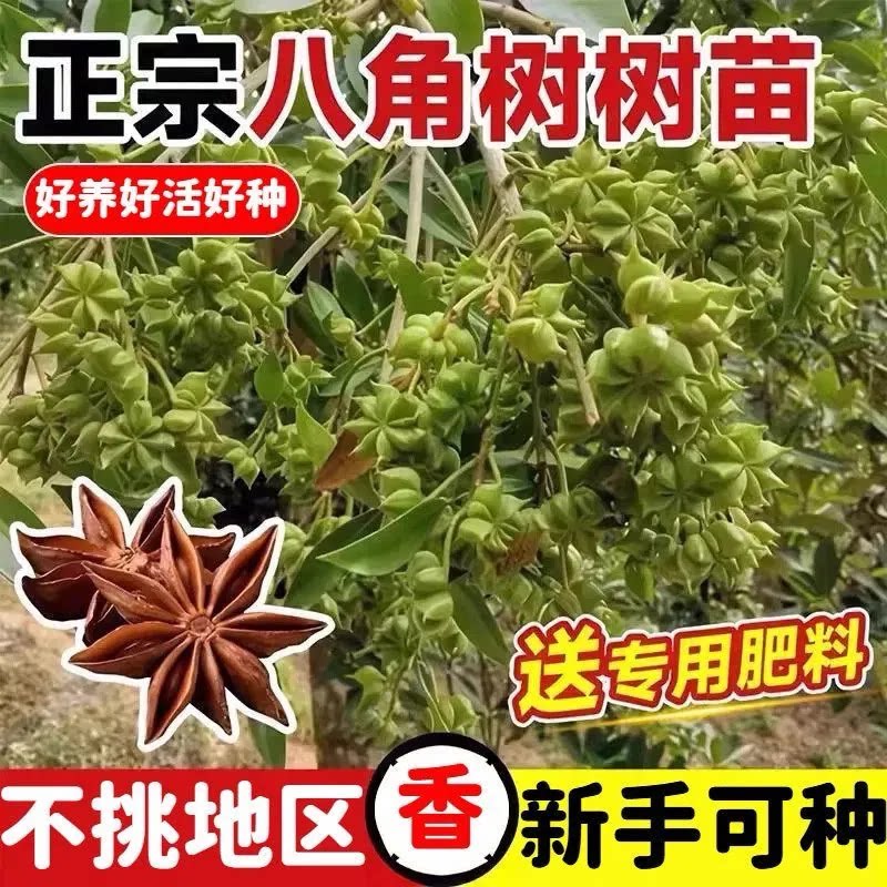 香八角嫁接矮化苗当年结果耐寒图片