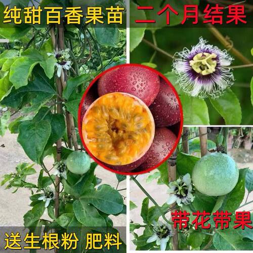 广东百香果苗紫香黄金满天星鸡蛋果树苗盆栽四季结果爬藤水果树苗