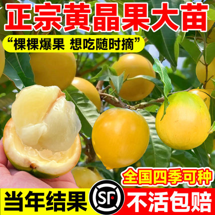 黄晶果树果苗黄金果苗久蜜冬蜜早熟盆栽嫁接四季当年结果南北方种