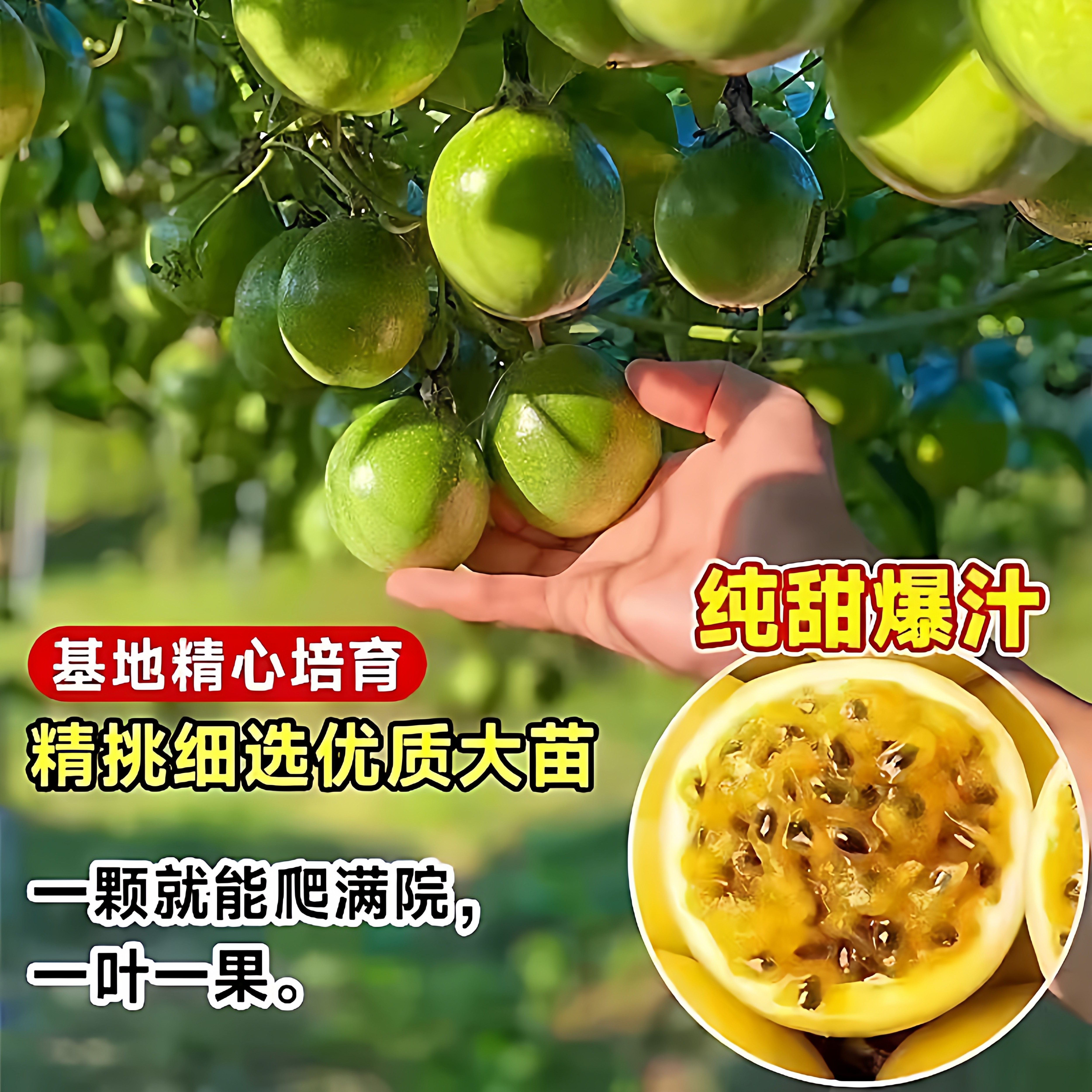 百香果树苗四季结果盆栽带果图片
