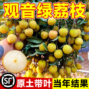 观音绿荔枝苗树新品种仙桃妃子笑桂味果树盆栽地载南北方当年结果