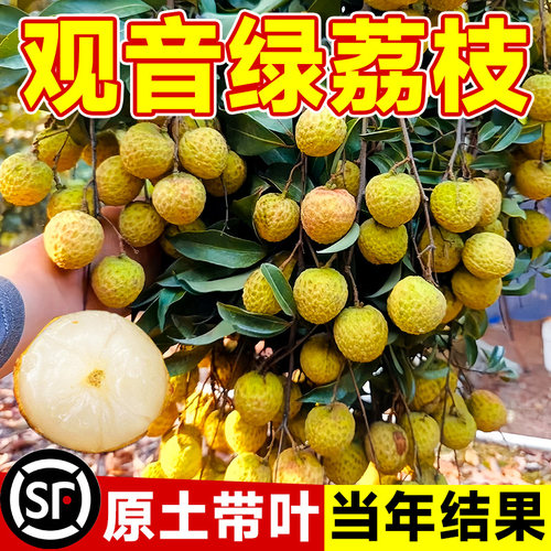 观音绿荔枝苗当年结果包成活