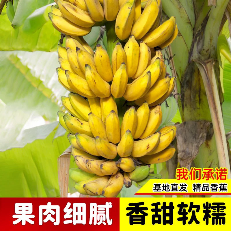 耐寒香蕉树苗芭蕉树苹果蕉粉蕉盆栽矮化批量发香蕉果树苗南方种植图片