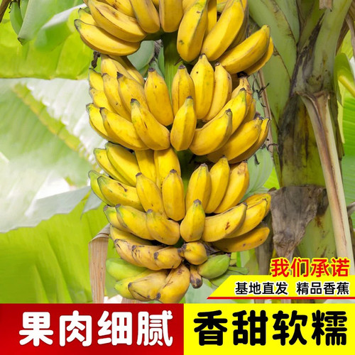 耐寒香蕉树苗芭蕉树苹果蕉粉蕉盆栽矮化批量发香蕉果树苗南方种植