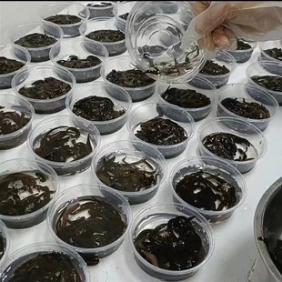 蚂蟥活蚂蝗活水蛭人工饲养钓鱼活饵鱼饵钓鱼蚂蟥饵江团黄辣丁