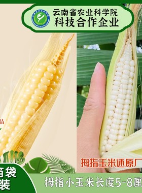雨林情怀绿色食品白糯拇指玉米云南拇指玉米非转基因手指玉米