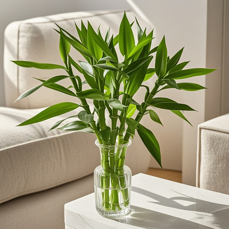花点时间花瓶水培富贵竹植物竹子客厅旺宅绿植节节高水养粗杆绿竹