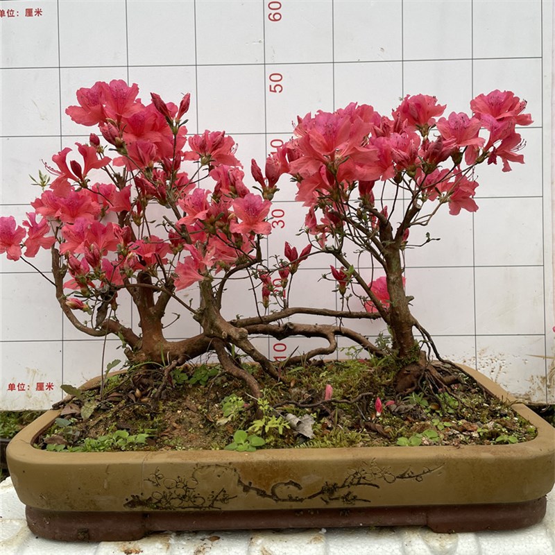 精品造型映山红盆景常绿一物一拍阳台庭院绿植先花后叶办公室盆栽