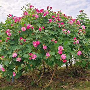木芙蓉树苗芙蓉花苗盆栽重瓣三醉芙蓉大树庭院种植变色醉芙蓉地栽
