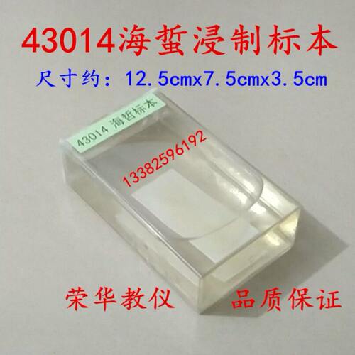 海蜇浸制标本 J43014 初高中 生物 实验观察器材生物类 教学仪器