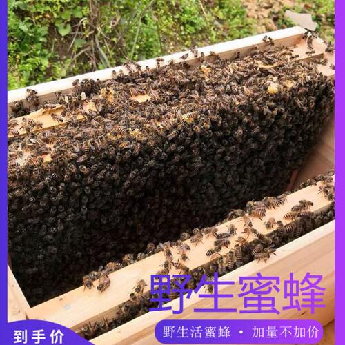 蜜蜂中蜂蜂群中蜂中华蜂养殖带箱带阿坝新开产蜂王带子脾蜜蜂活群