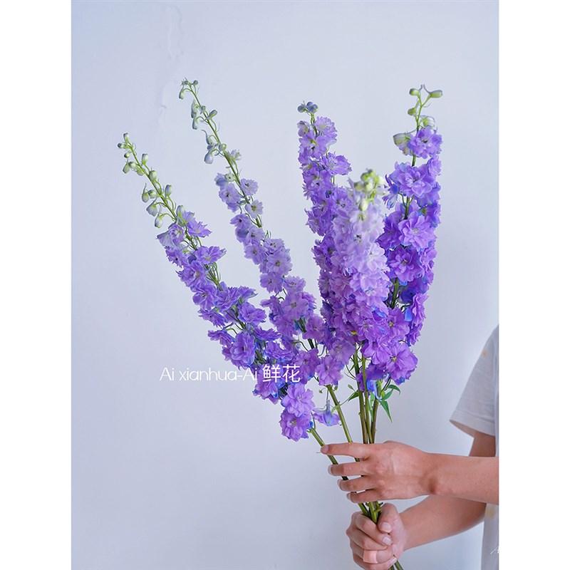 高级感蓝紫色紫雾大飞燕鲜花插花水养真花家居装饰摆件花束花艺