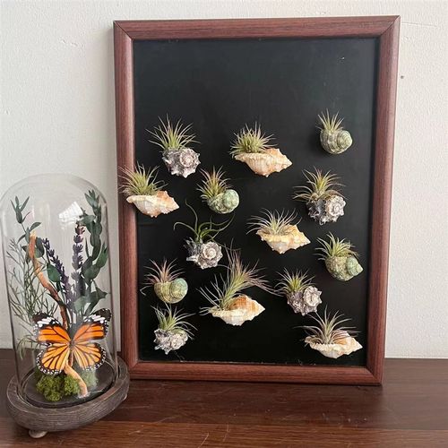 空气凤梨真植物 迷你品种 海螺磁贴吸黑板贴冰箱贴微景观无土植物