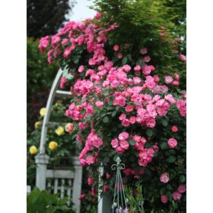 安吉拉 P11盆藤本月季 粉色单瓣抗病强健攀爬拱门 老园丁庭院盆栽