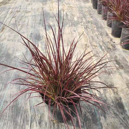 紫叶狼尾草大不尼狼尾草火焰狼尾草庭院观赏草多年生花境宿根植物