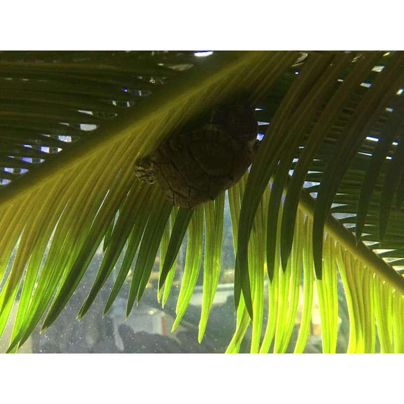 水族鱼缸简易造景铁树叶树枝南美缸自然热带雨淋风树叶装饰鱼缸,家居饰品,户外/庭院摆件,淘宝优惠券,粉丝福利购,淘宝优惠卷