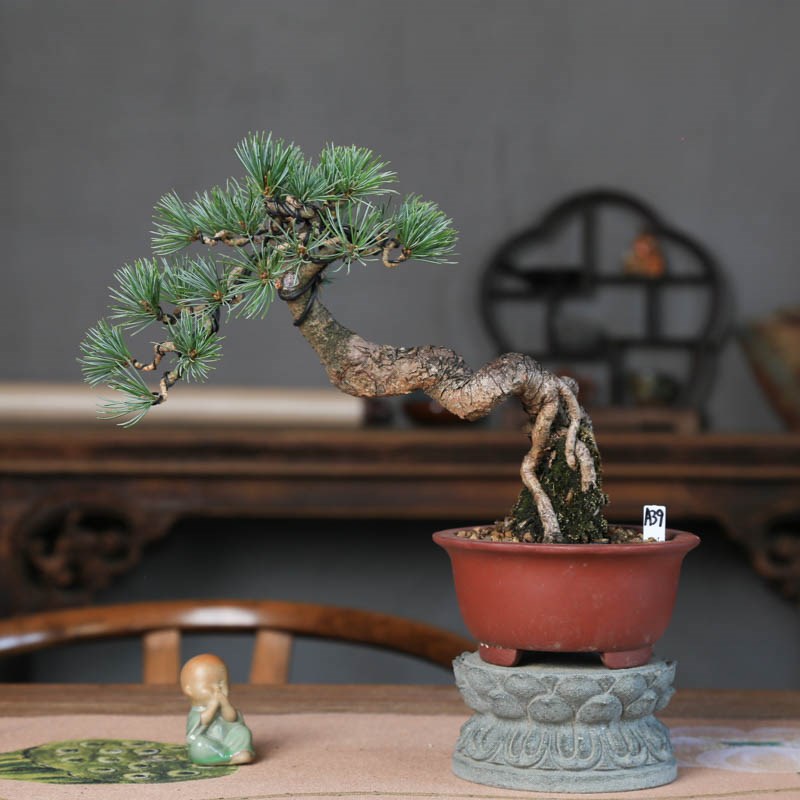 宫岛五针松中式造型盆景室内茶桌玄关茶桌摆放松树老桩送长辈礼物